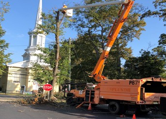 Tree Removal